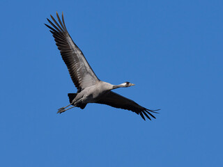 Obraz premium Common crane (Grus grus)