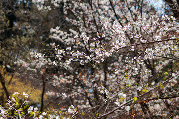 春の日差しを浴びる桜