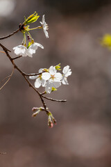 春の日差しを浴びる桜