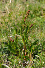 春の野草が芽を出している