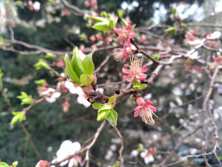 Apricot tree branch with fresh leaves