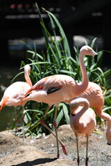 Flamingos 1