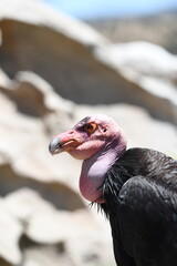 California Condor2