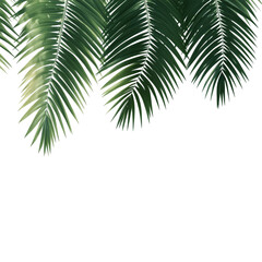 Lush green palm fronds hanging down peaceful tropical vibes