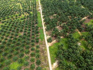 Aerial view of palm plantation in Kudat Sabah Borneo