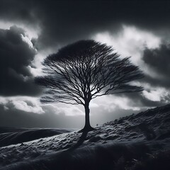 Solitary Tree on Windswept Hill