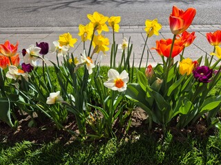 easter flowers tulips in the city 