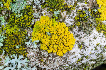 Xanthoria parietina and a consortium of different types of lichens on a thick tree branch