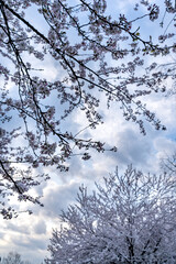 Branches of blooming cherry trees against a cloudy sky on a clear day. Natural background of the sky with a tree crown.