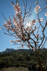 Sunlight shining through pink almond blossom, Tarbena, Alicante Province, Valencia, Spain, Europe