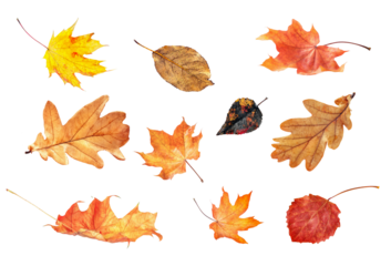 autumn multicolored leaves highlighted on a transparent background