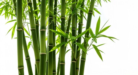 Lush Green Bamboo Forest: Tranquil Nature Photography