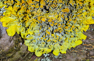 Xanthoria parietina and a consortium of different types of lichens on a thick tree branch