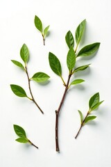 Obraz premium Four small branches scattered on white background, foliage, wooden textures, nature