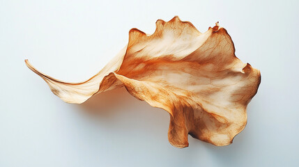 Dried leaf isolated on white surface slightly curled