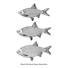 Roach Fish Hand Drawn Vector Illustration. Vintage Engraving Style Black and White Artwork
