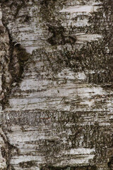 Fototapeta premium Beautiful unique macro wood texture of bark with cracks and irregularities of a large majestic powerful strong living aged tree growing in a forest park in nature.
