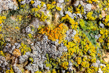 Salt-tolerant crustose lichens growing on a concrete pier near the Black Sea