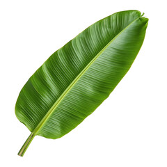 Close-up view of a vibrant green banana leaf displaying intricate veins and natural texture under soft light isolated on transparent background..