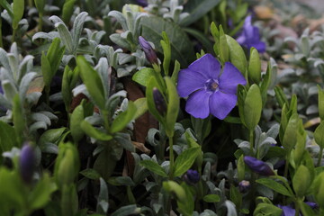 In the spring in nature blooms periwinkle small (Vinca minor). Blue blooms of vinca minor flowers...