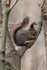 Adorable cute little fluffy red curious hungry squirrel recently out of hibernation after winter sitting on a tree branch eating a nut in a park in spring.