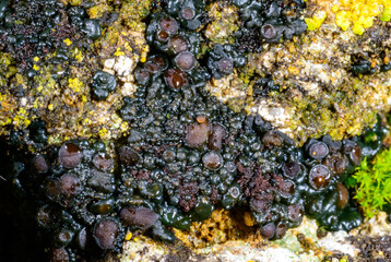 Black crustose lichen with reproductive organs growing on coastal rocks near the Black Sea, Ukraine