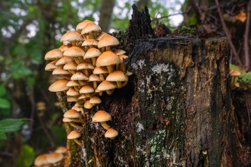 Cluster of wild mushrooms growing on a decaying tree stump in a forest setting.