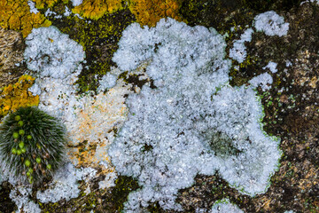 Lichens and Grey-cushioned grimmia or pulvinate dry rock moss Grimmia pulvinata, green moss with...