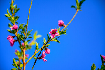 Spring landscape, beautiful spring scenes with blossoming trees