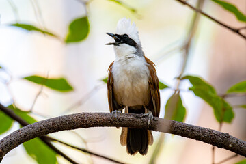 White-crested laughingthrush (Garrulax leucolophus)