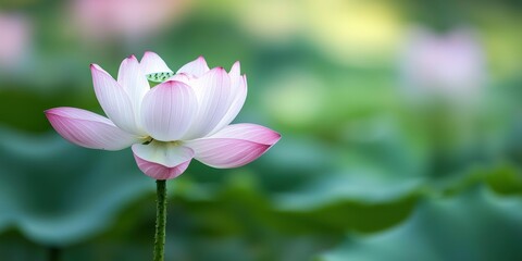 Fototapeta premium a beautiful lotus flower in the pond 