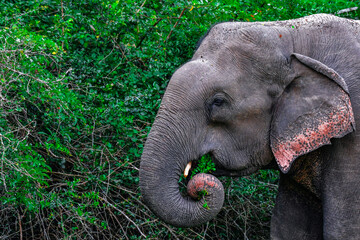 Sri lankan elephant at Yala national park