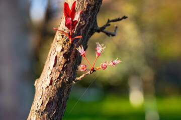 Spring landscape, beautiful spring scenes with blossoming trees