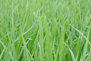 Selective focus of green grassland or young green rice plants in rice fields.