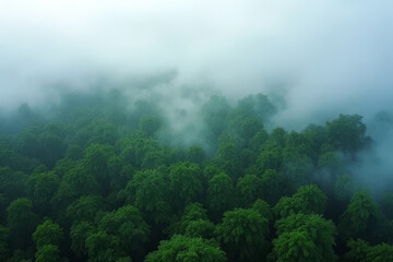The image shows an aerial view of a lush green forest shrouded in fog