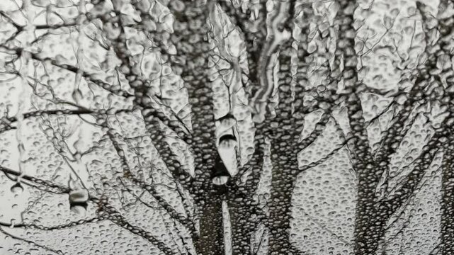 Spring rain droplets on window with blurry trees in background on a foogy day 
