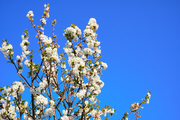Spring landscape, beautiful spring scenes with blossoming trees