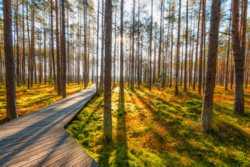 A wooden walking path Bor na Czerwonem nature reserve in Nowy Targ in Poland