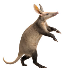 Curious Aardvark Standing in Dynamic Pose on Transparent Background