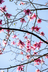 Magnolia Tree in Park in Full Bloom