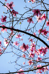 Magnolia Tree in Park in Full Bloom