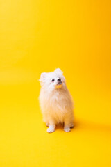 Fluffy Pomeranian dog standing on a bright yellow background, capturing curious gaze