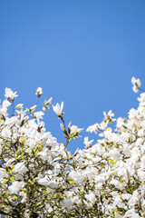 Magnolia Tree in Park in Full Bloom