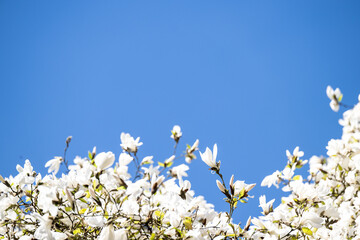 Magnolia Tree in Park in Full Bloom