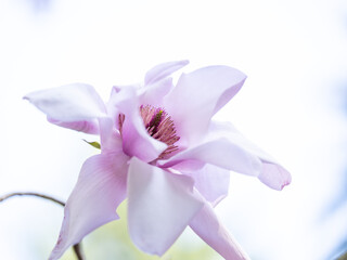 Magnolia Tree in Park in Full Bloom