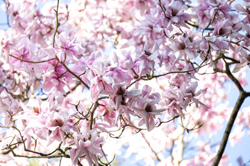 Close up of Pink and White Magnolia Tree Flowering in Spring