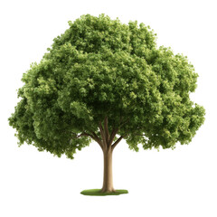 Majestic tree standing tall in a beautiful natural setting surrounded by lush greenery and clear blue sky above isolated on transparent background..