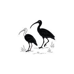 Black Ibis Bird Illustration