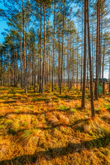 A wooden walking path Bor na Czerwonem nature reserve in Nowy Targ in Poland