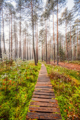 Obraz premium A wooden walking misty path in Bor na Czerwonem nature reserve in Nowy Targ in Poland